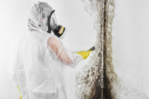 Crawl Space Mold Removal in La Salle, CO