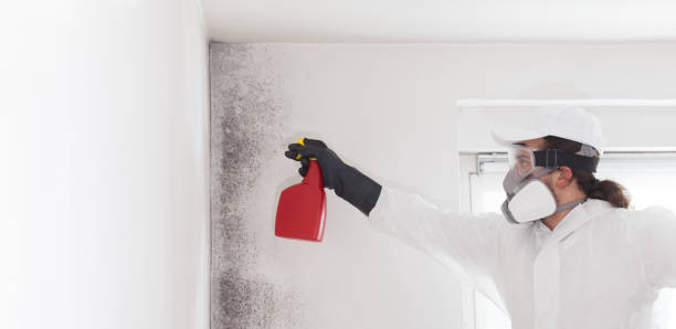 Attic Mold Removal in La Salle, CO