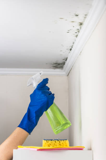Best Commercial Mold Removal  in La Salle, CO